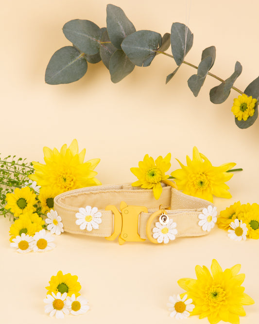 PACK Collier + Noeud +Bandana DAISY